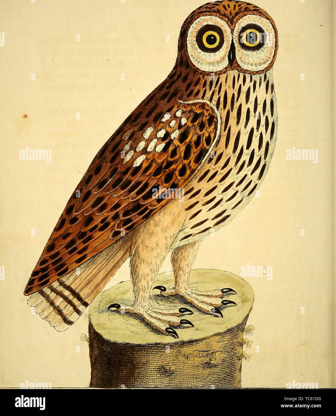 Engraving of the Great Brown Owl, from the book 'A natural history of birds' by Eleazar Albin, William Derham, and Jonathan Dwight, 1731. Courtesy Internet Archive. () Stock Photo