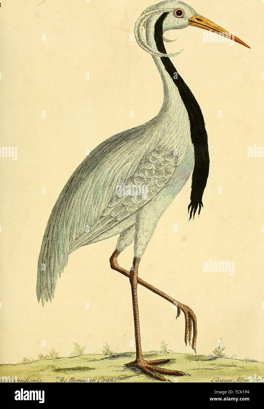 Engraving of the Numidian Crane (Grus Numidiensis), from the book 'A natural history of birds' by Eleazar Albin, William Derham, and Jonathan Dwight, 1731. Courtesy Internet Archive. () Stock Photo