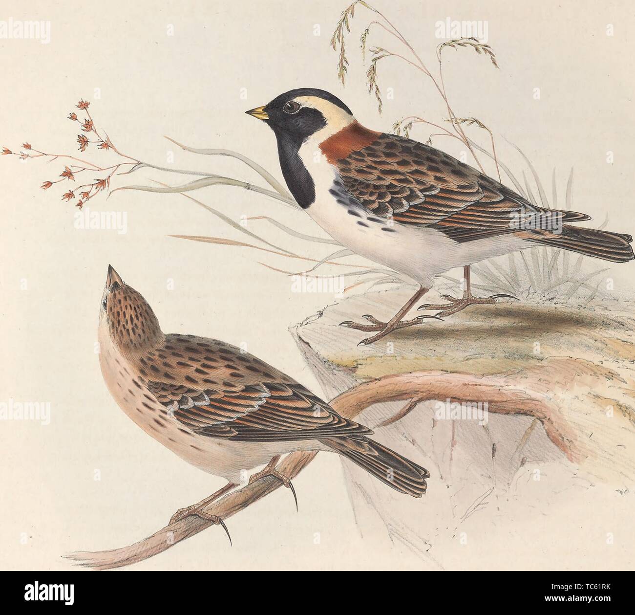 Drawing of the House Sparrows (Passer domesticus), a bird of the sparrow family Passeridae, adult male and female, 1837. Courtesy Internet Archive. () Stock Photo