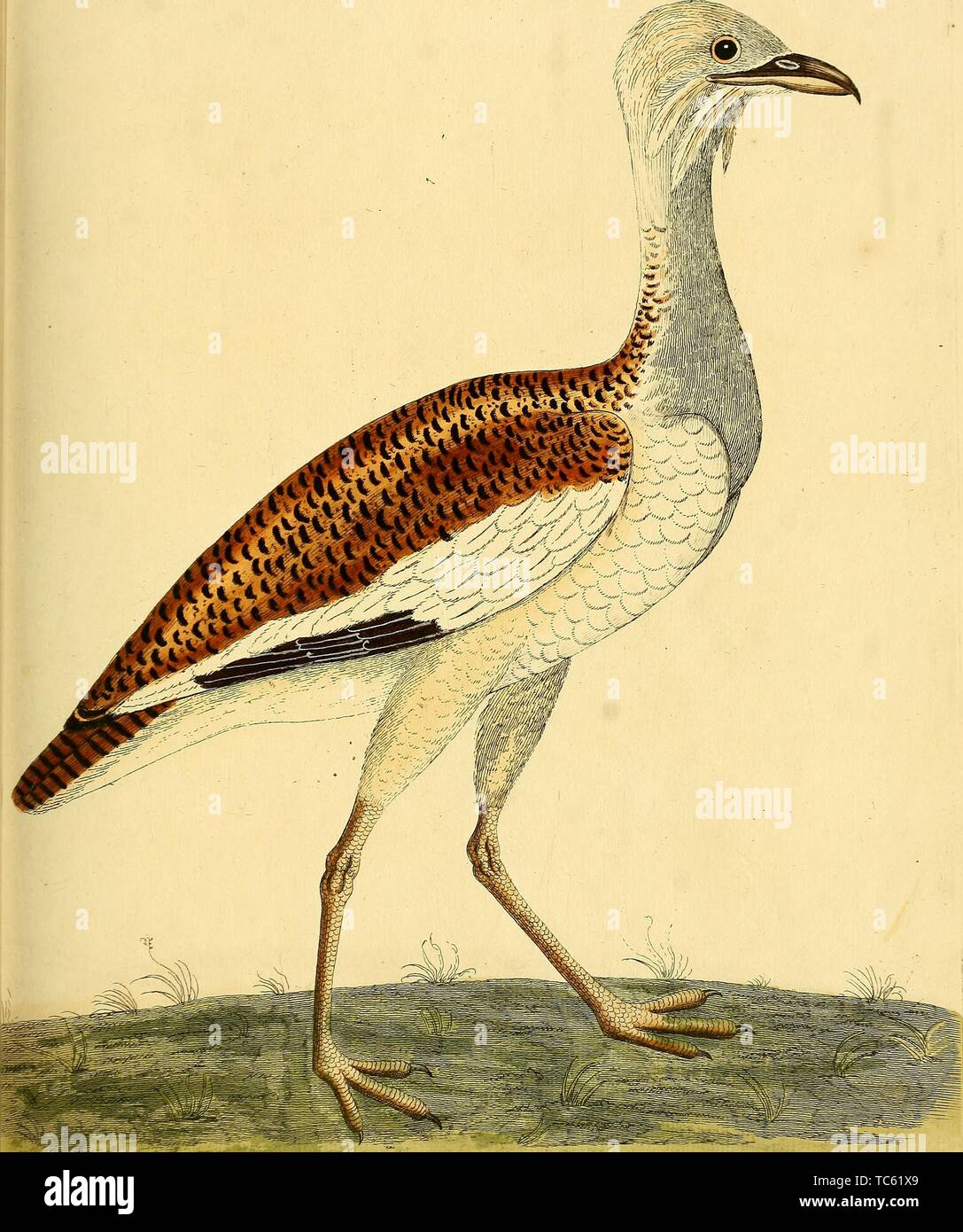 Engraving of the Great Bustard female (Otis tarda), from the book 'A natural history of birds' by Eleazar Albin, William Derham, and Jonathan Dwight, 1731. Courtesy Internet Archive. () Stock Photo