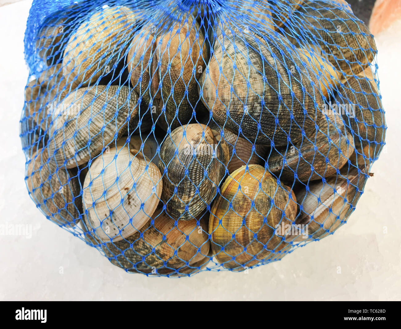 fresh raw  hard clam in the bag on ice,close up. Stock Photo