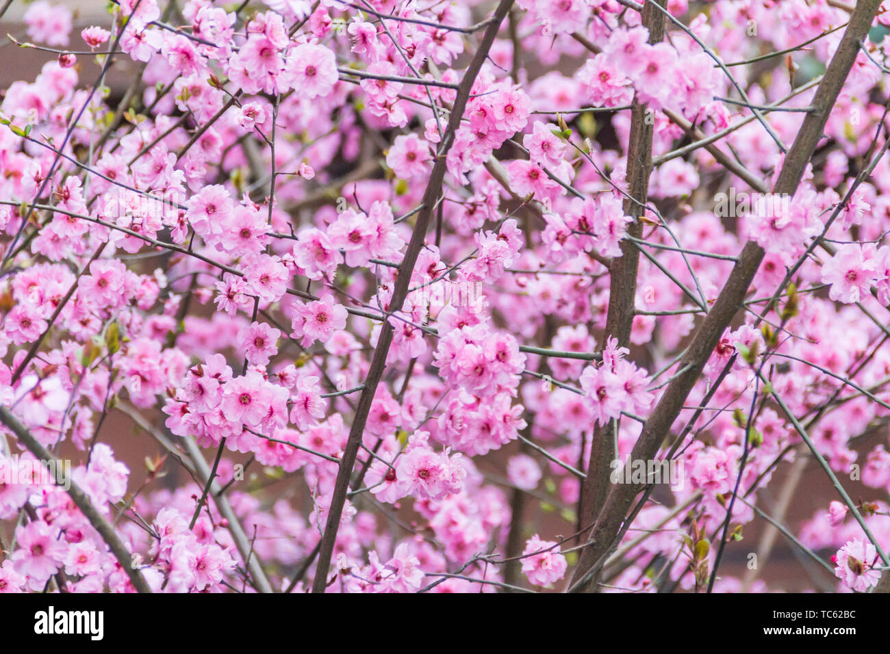 Early cherry bloom hi-res stock photography and images - Alamy
