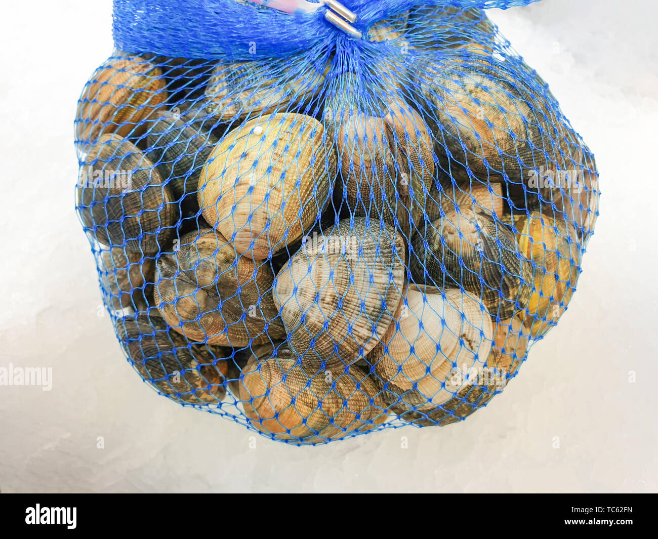fresh raw quahog in the bag on ice,close up. Stock Photo
