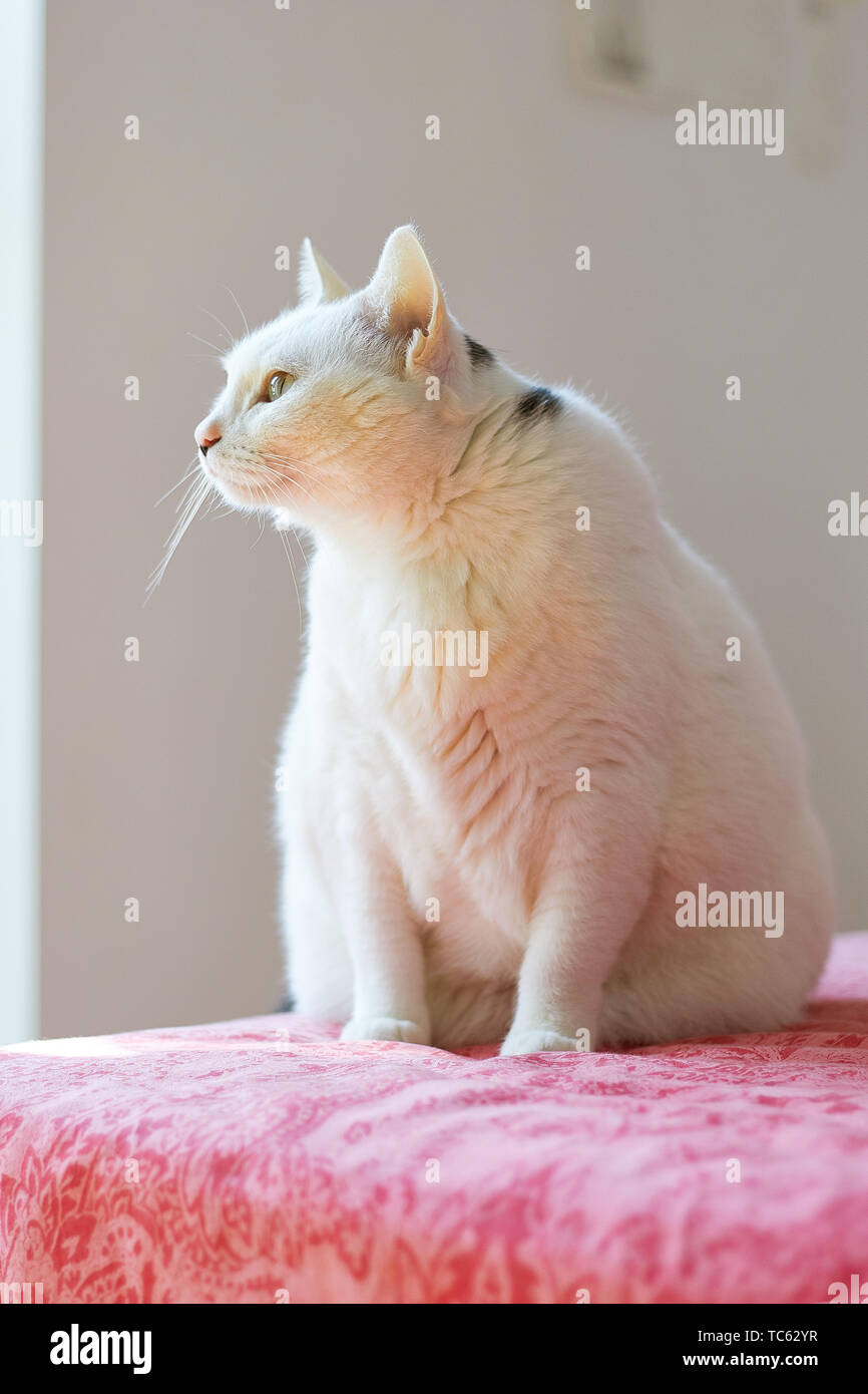 A cat sitting on a carpet Stock Photo Alamy