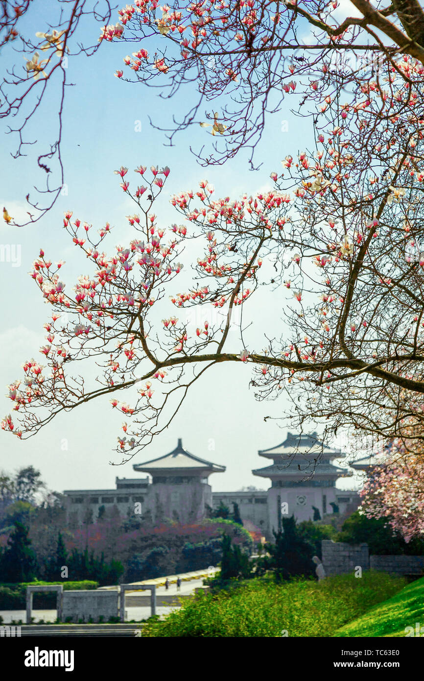 Nanjing Yuhuatai martyrs cemetery magnolia flower. Stock Photo