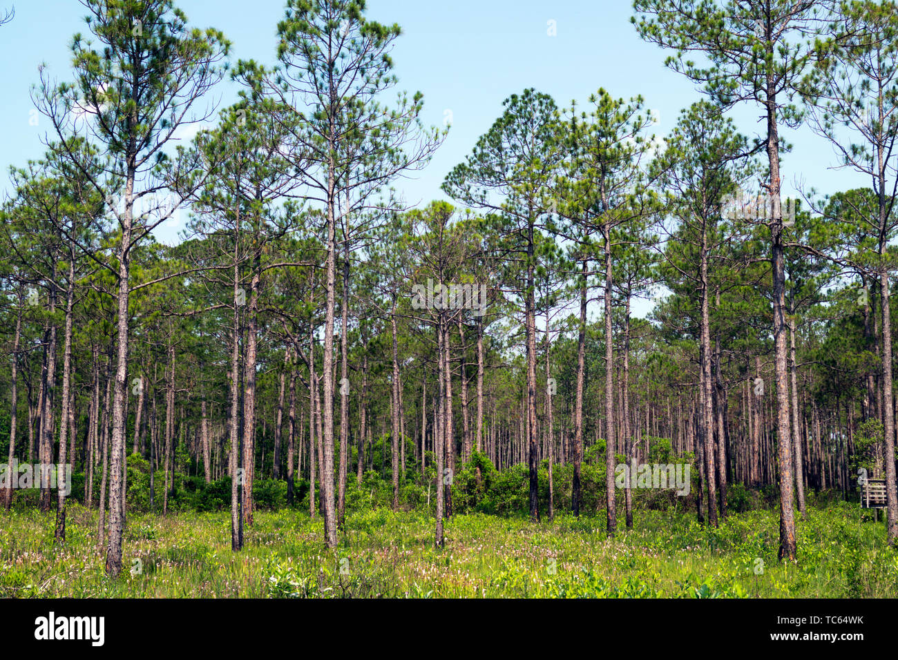 Long Leaf Pine forest in the Weeks Bay Pitcher Plant bog near Magnolia Springs, Alabama. USA Stock Photo