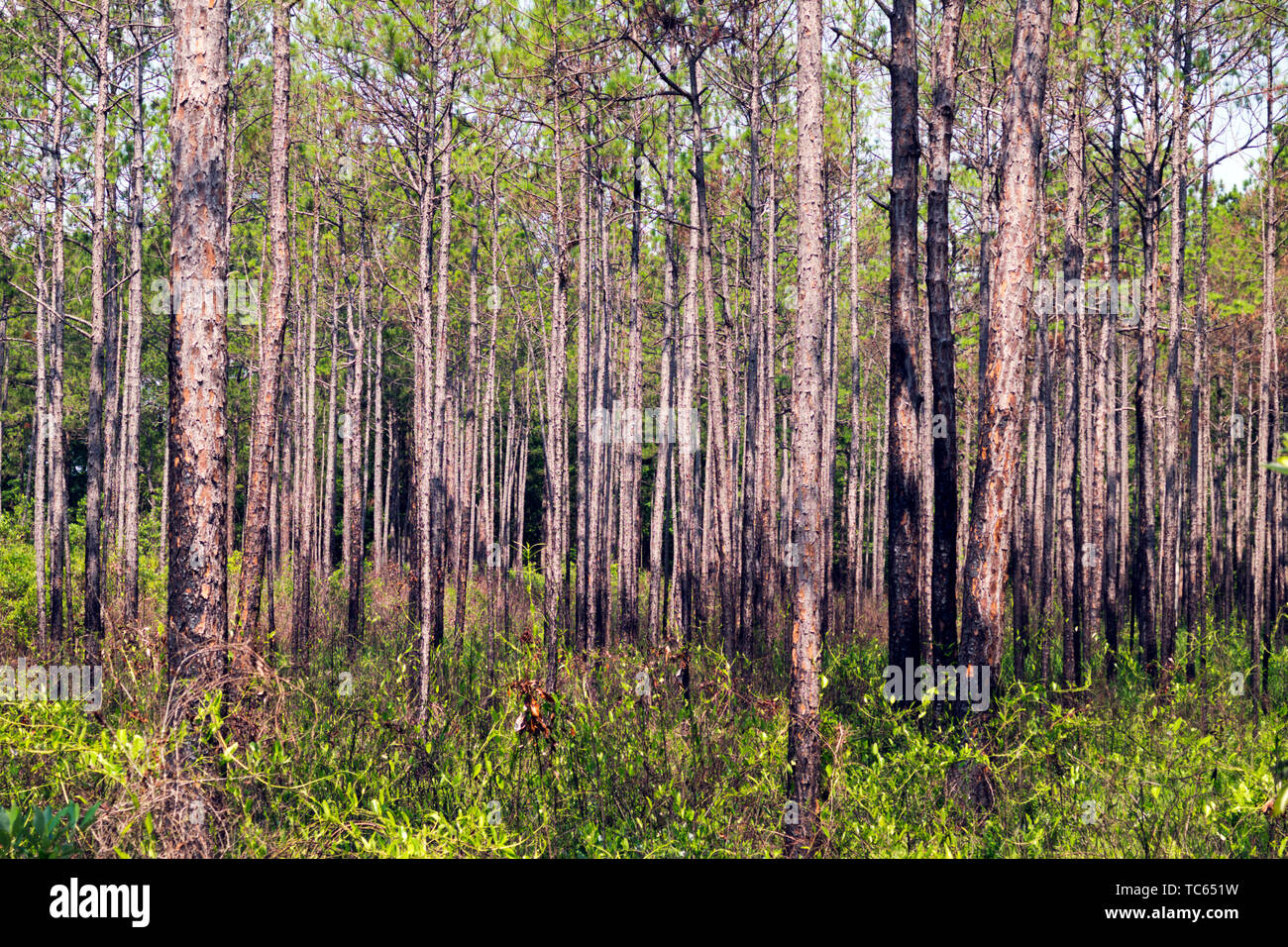 Long Leaf Pine forest in the Weeks Bay Pitcher Plant bog near Magnolia Springs, Alabama. USA Stock Photo