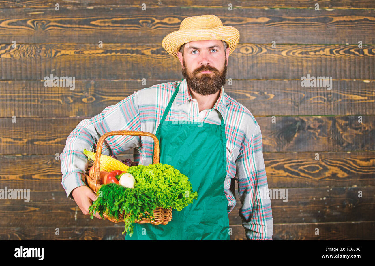 Fresh organic vegetables in wicker basket. Man bearded farmer wear