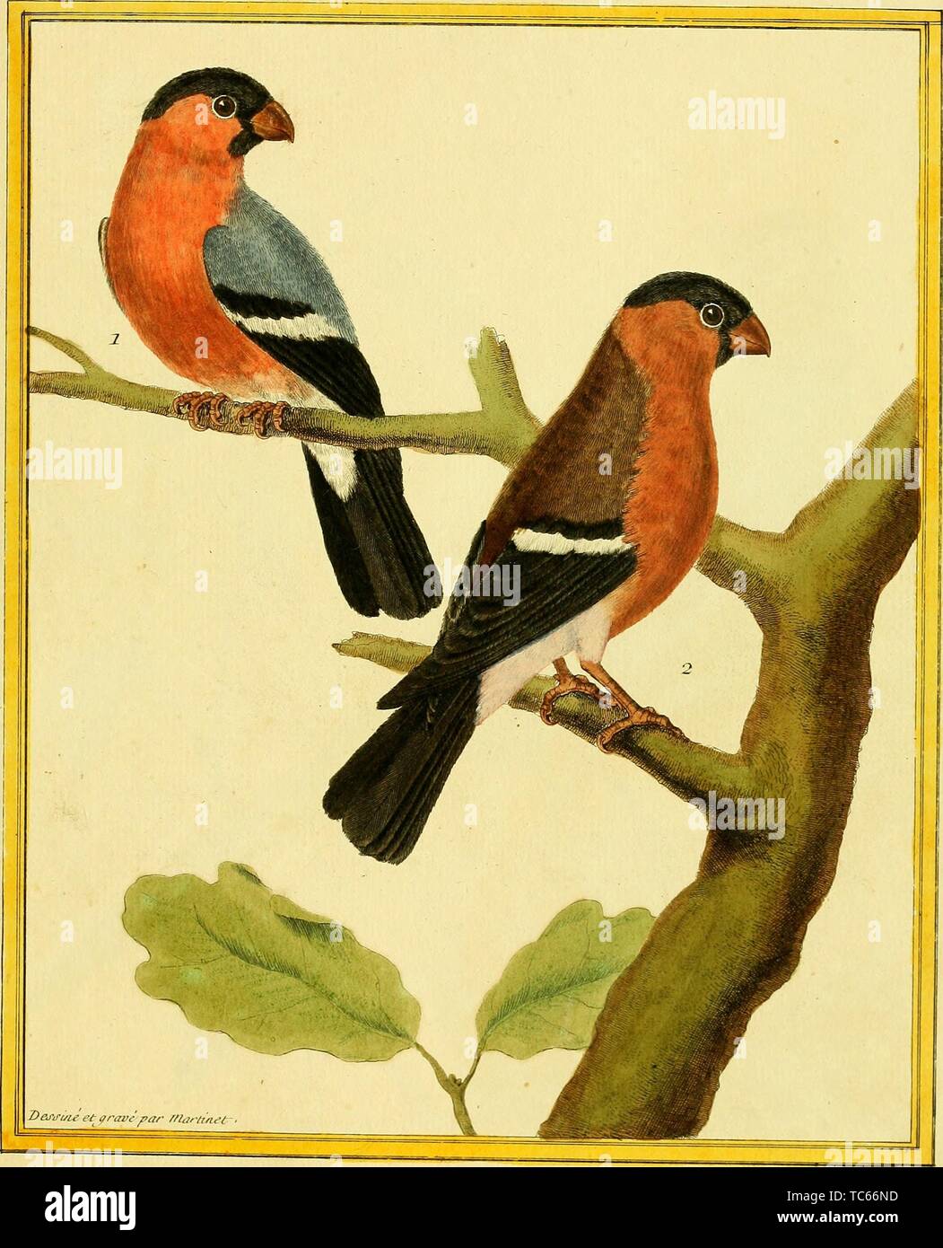 Engraved drawings of the Eurasian Bullfinches (Pyrrhula pyrrhula), male and female, from the book 'Planches enluminees Dhistoire naturelle' by Francois Nicolas, Louis Jean Marie Daubenton, and Edme-Louis Daubenton, 1765. Courtesy Internet Archive. () Stock Photo