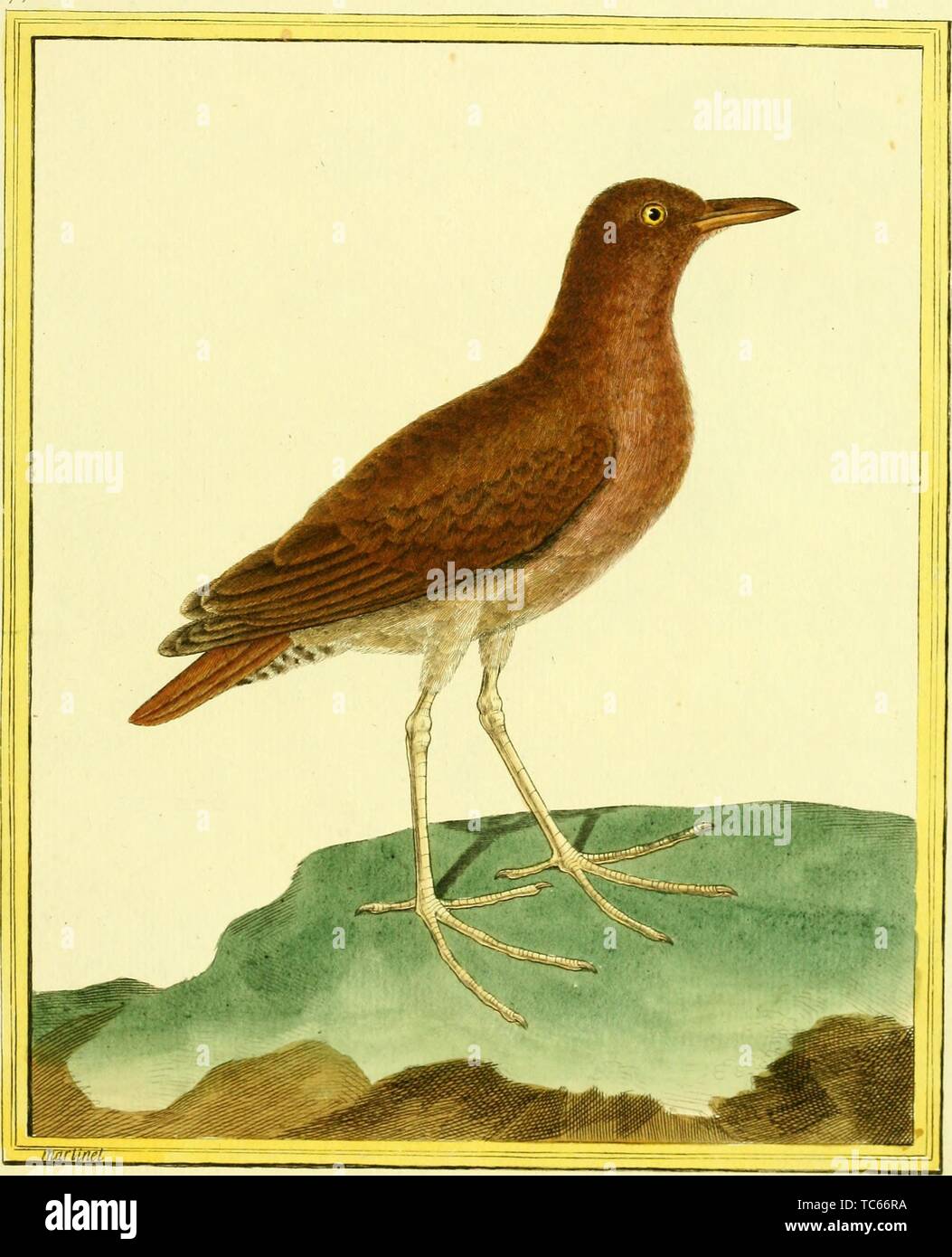 Engraved drawing of the Rufous-sided Crake (Laterallus melanophaius), from the book 'Planches enluminees Dhistoire naturelle' by Francois Nicolas, Louis Jean Marie Daubenton, and Edme-Louis Daubenton, 1765. Courtesy Internet Archive. () Stock Photo
