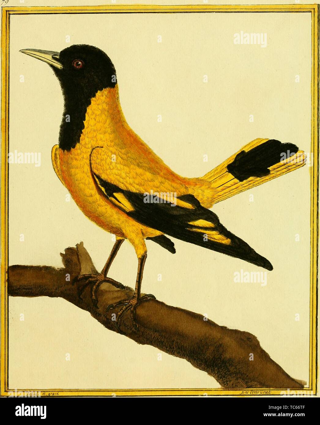 Engraved drawing of the Black-naped Oriole (Oriolus chinensis), from the book 'Planches enluminees Dhistoire naturelle' by Francois Nicolas, Louis Jean Marie Daubenton, and Edme-Louis Daubenton, 1765. Courtesy Internet Archive. () Stock Photo