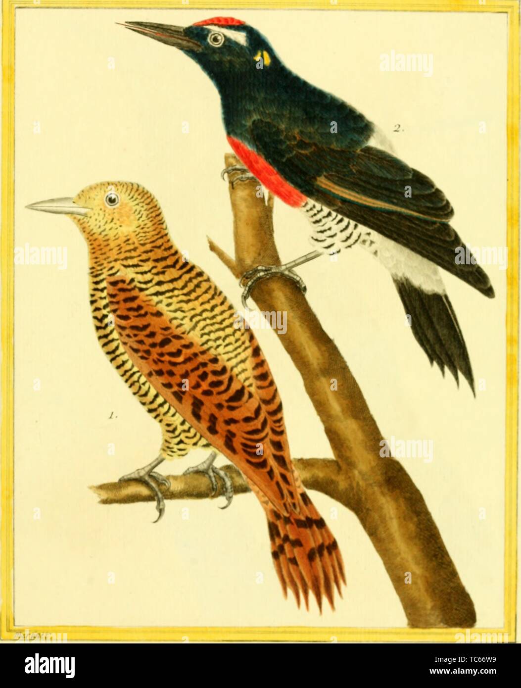 Engraved drawings of the Chestnut-colored Woodpecker (Celeus castaneus) and Black Woodpecker (Dryocopus martius), from the book 'Planches enluminees Dhistoire naturelle' by Francois Nicolas, Louis Jean Marie Daubenton, and Edme-Louis Daubenton, 1765. Courtesy Internet Archive. () Stock Photo