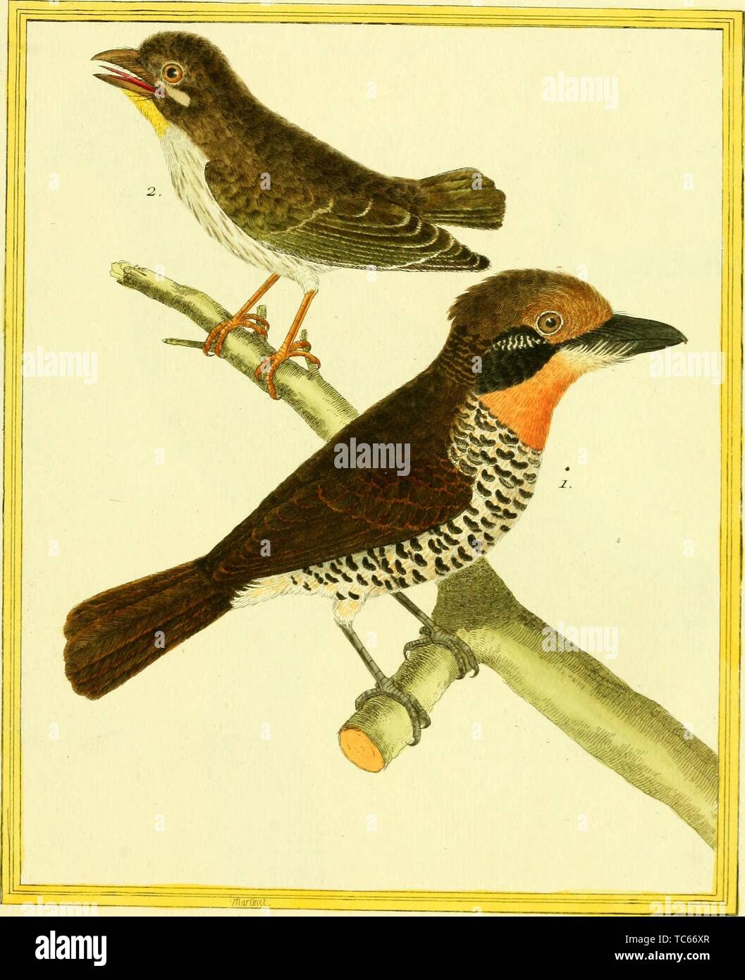 Engraved drawings of the Bearded Barbet (Lybius dubius) and Grey-throated Barbet (Gymnobucco bonapartei), from the book 'Planches enluminees Dhistoire naturelle' by Francois Nicolas, Louis Jean Marie Daubenton, and Edme-Louis Daubenton, 1765. Courtesy Internet Archive. () Stock Photo