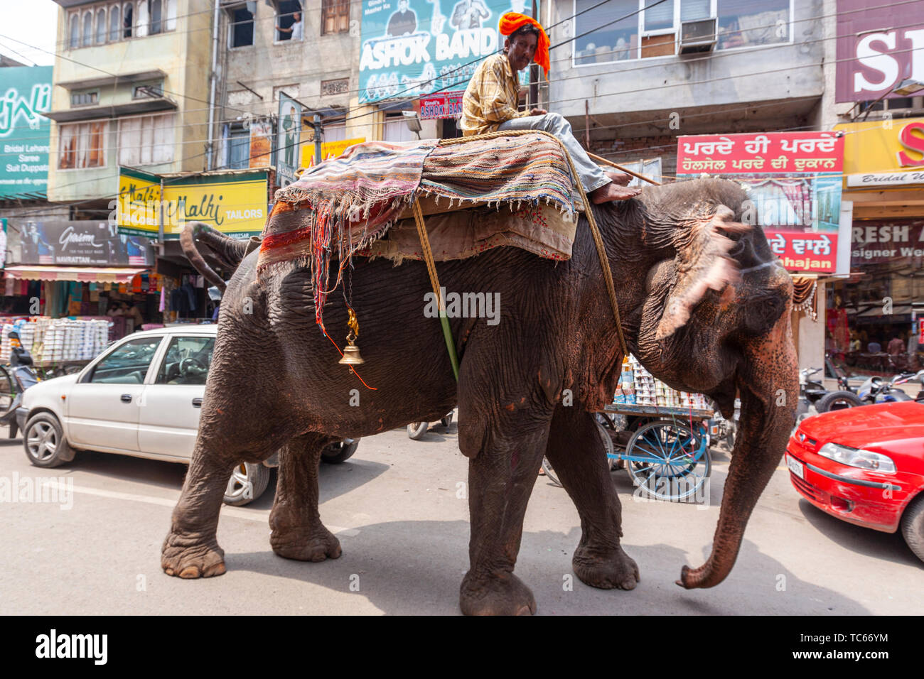 Elephant crossing a busy road in Amritsar, Punjab, India Stock Photo