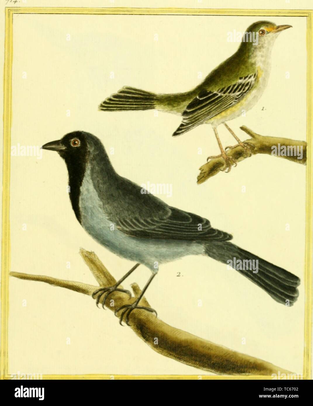 Engraved drawings of the Olive-green Tanager (Orthogonys chloricterus) and Black-chinned Antbird (Hypocnemoides melanopogon), from the book 'Planches enluminees Dhistoire naturelle' by Francois Nicolas, Louis Jean Marie Daubenton, and Edme-Louis Daubenton, 1765. Courtesy Internet Archive. () Stock Photo