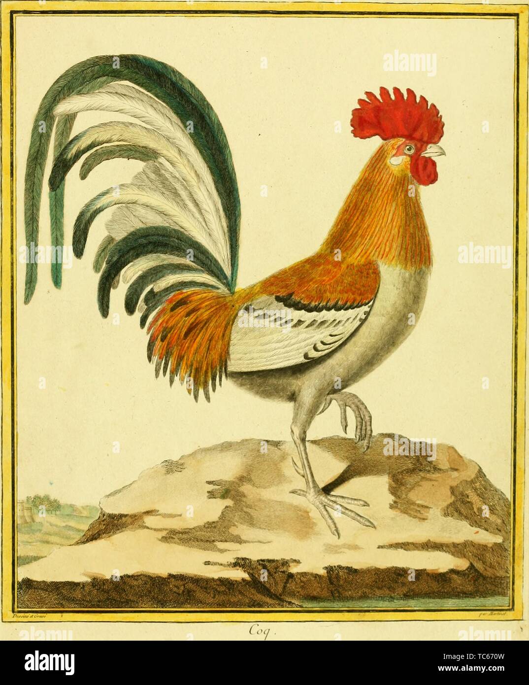 Engraved drawing of the Coq (Phasianus Gallus), from the book 'Planches enluminees Dhistoire naturelle' by Francois Nicolas, Louis Jean Marie Daubenton, and Edme-Louis Daubenton, 1765. Courtesy Internet Archive. () Stock Photo