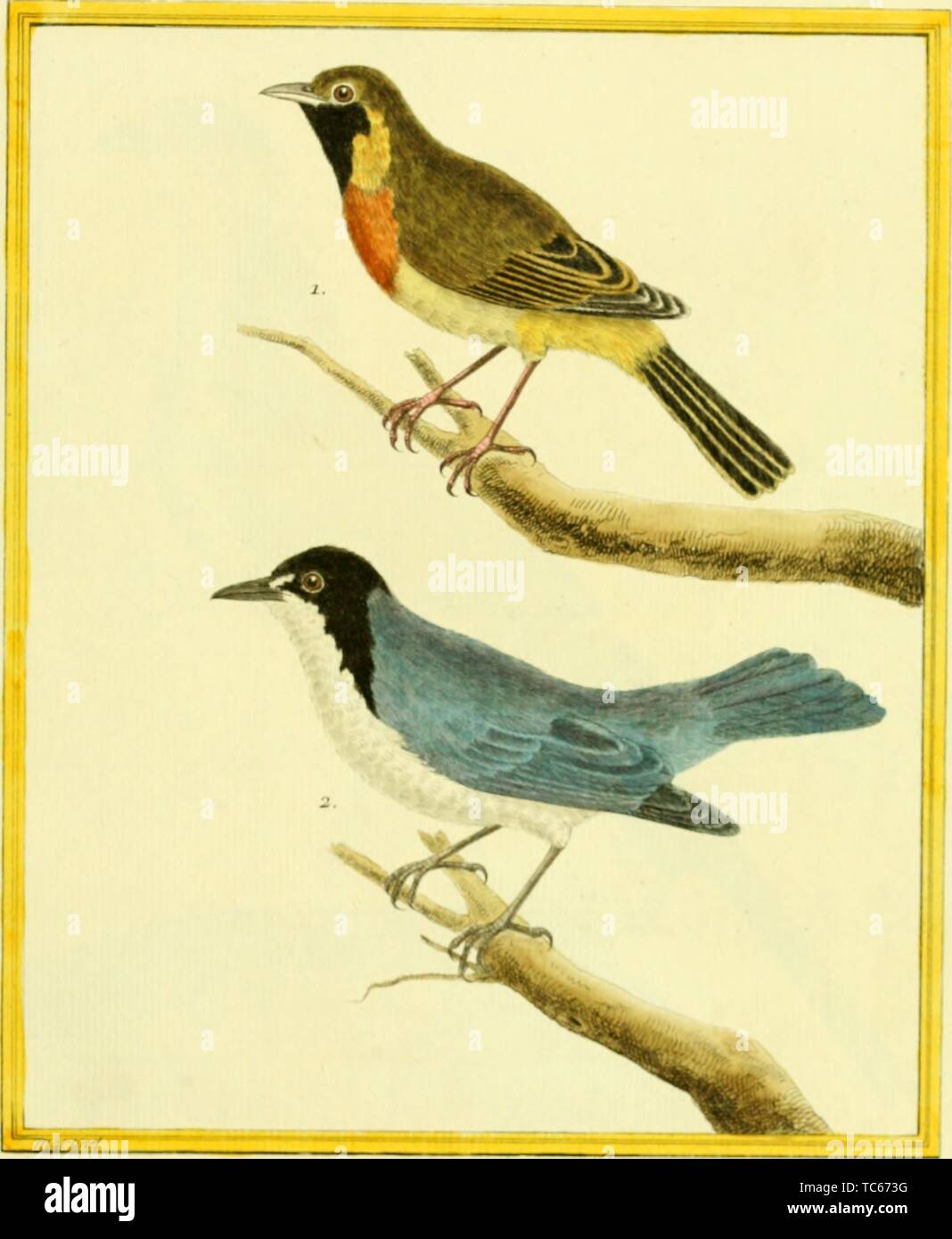 Engraved drawings of the Olive Tanager (Chlorothraupis carmioli) and Hooded Tanager (Nemosia pileata), from the book 'Planches enluminees Dhistoire naturelle' by Francois Nicolas, Louis Jean Marie Daubenton, and Edme-Louis Daubenton, 1765. Courtesy Internet Archive. () Stock Photo