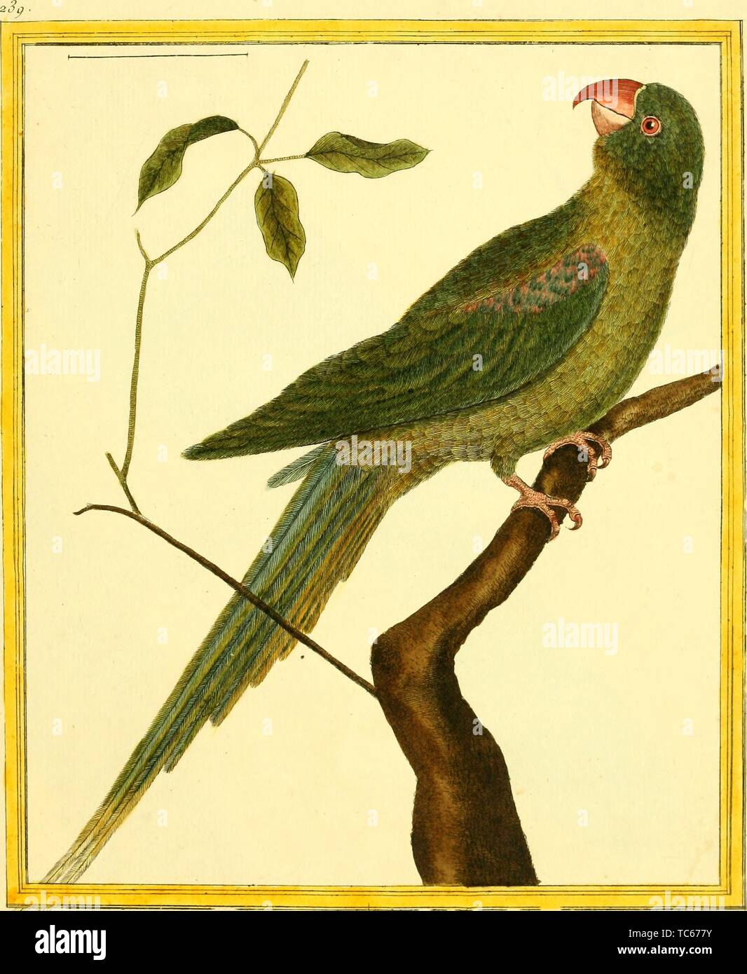 Engraved drawing of the Echo Parakeet (Psittacula eques), from the book 'Planches enluminees Dhistoire naturelle' by Francois Nicolas, Louis Jean Marie Daubenton, and Edme-Louis Daubenton, 1765. Courtesy Internet Archive. () Stock Photo