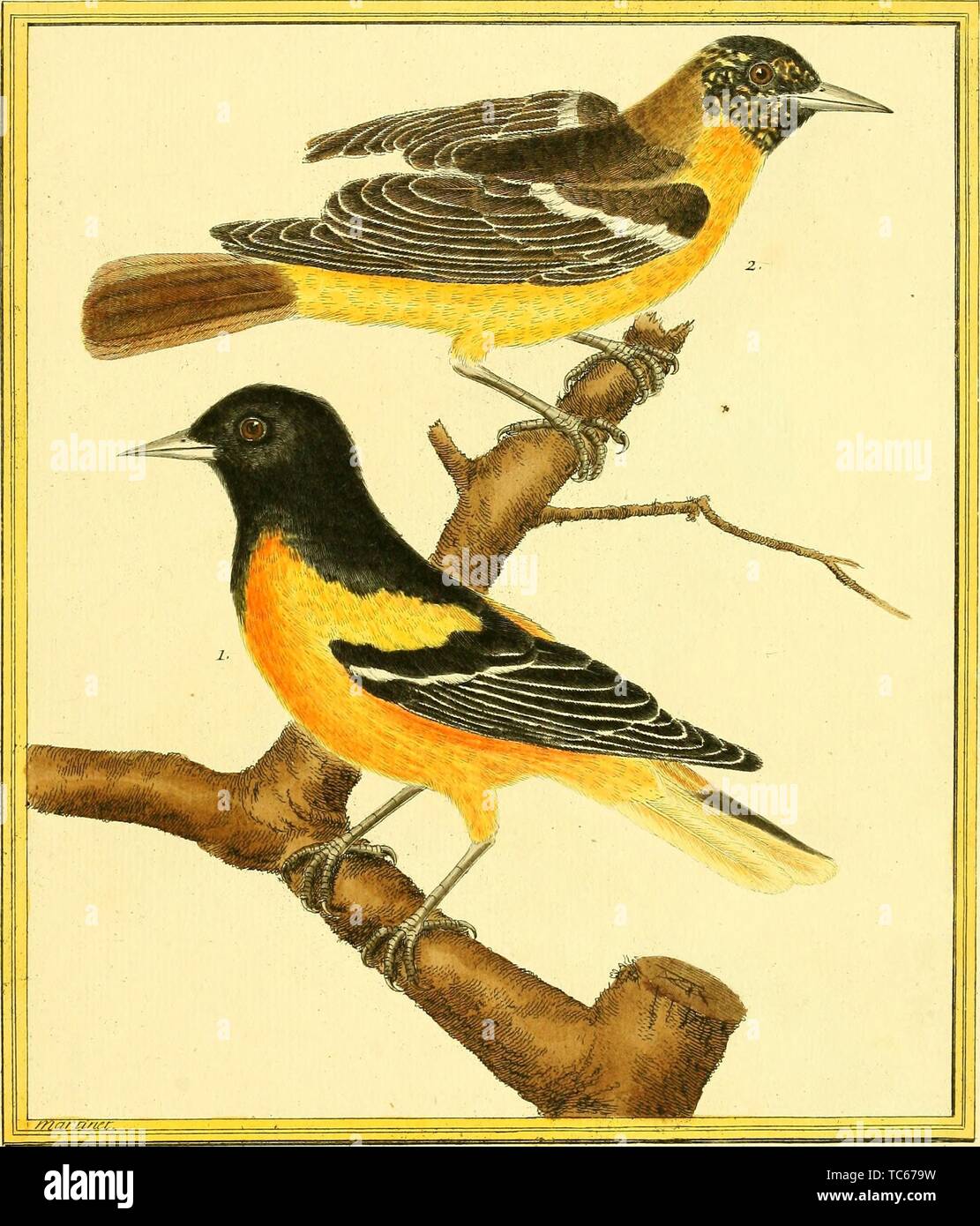 Engraved drawings of the Baltimore Oriole (Icterus galbula) and Crossbred Baltimore Oriole, Icterus galbula, from the book 'Planches enluminees Dhistoire naturelle' by Francois Nicolas, Louis Jean Marie Daubenton, and Edme-Louis Daubenton, 1765. Courtesy Internet Archive. () Stock Photo