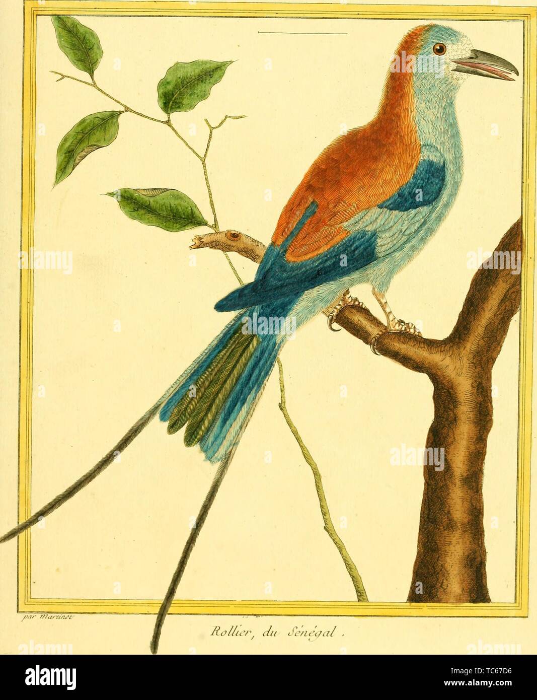 Engraved drawing of the Lilac-breasted Roller (Coracias caudatus), from the book 'Planches enluminees Dhistoire naturelle' by Francois Nicolas, Louis Jean Marie Daubenton, and Edme-Louis Daubenton, 1765. Courtesy Internet Archive. () Stock Photo