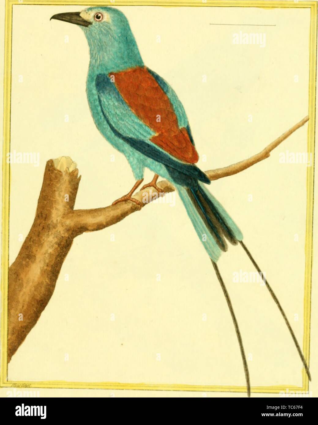 Engraved drawing of the Abyssinian Roller (Coracias abyssinicus), from the book 'Planches enluminees Dhistoire naturelle' by Francois Nicolas, Louis Jean Marie Daubenton, and Edme-Louis Daubenton, 1765. Courtesy Internet Archive. () Stock Photo