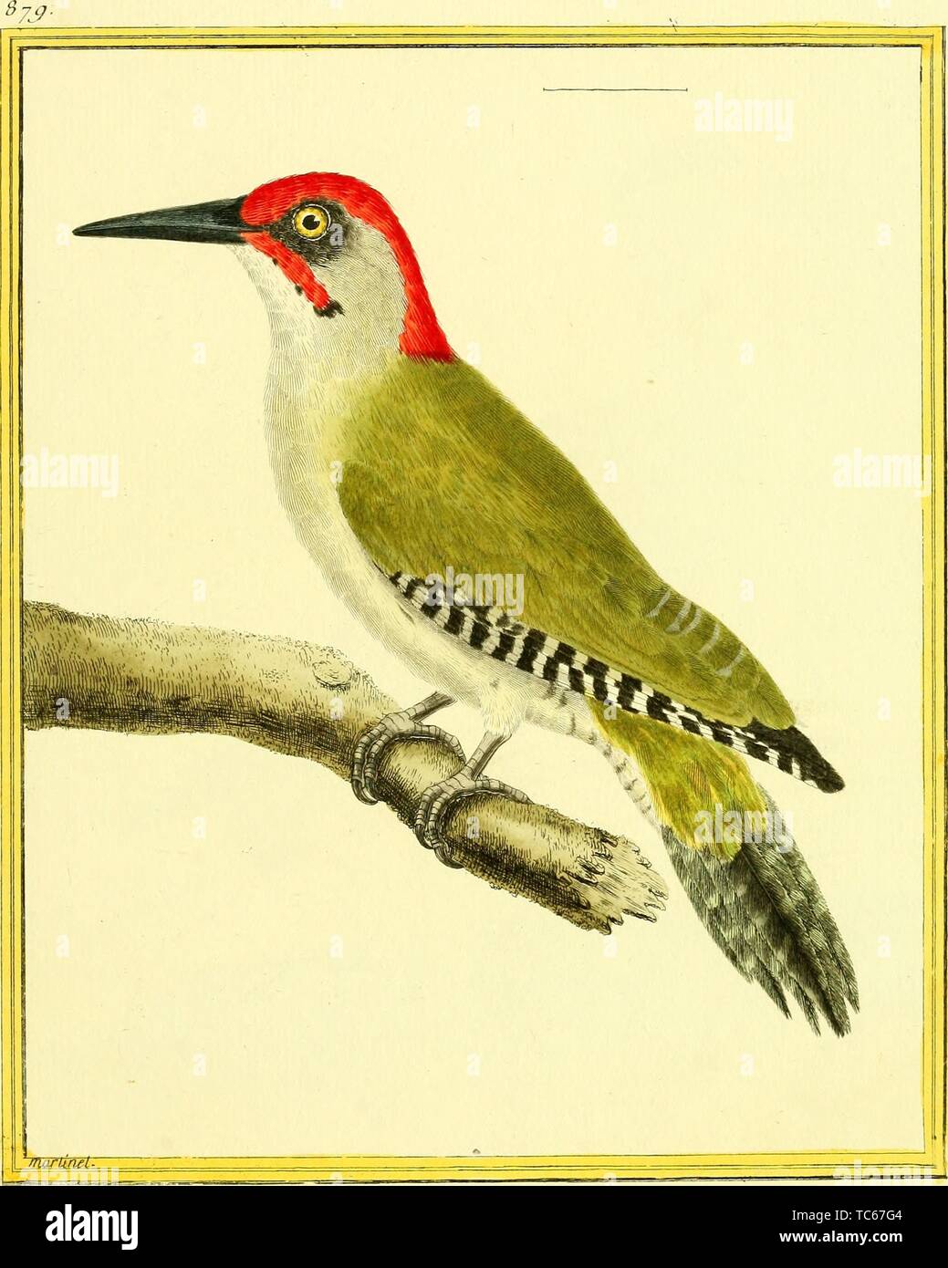 Engraved drawing of the European Green Woodpecker (Picus viridis), from the book 'Planches enluminees Dhistoire naturelle' by Francois Nicolas, Louis Jean Marie Daubenton, and Edme-Louis Daubenton, 1765. Courtesy Internet Archive. () Stock Photo