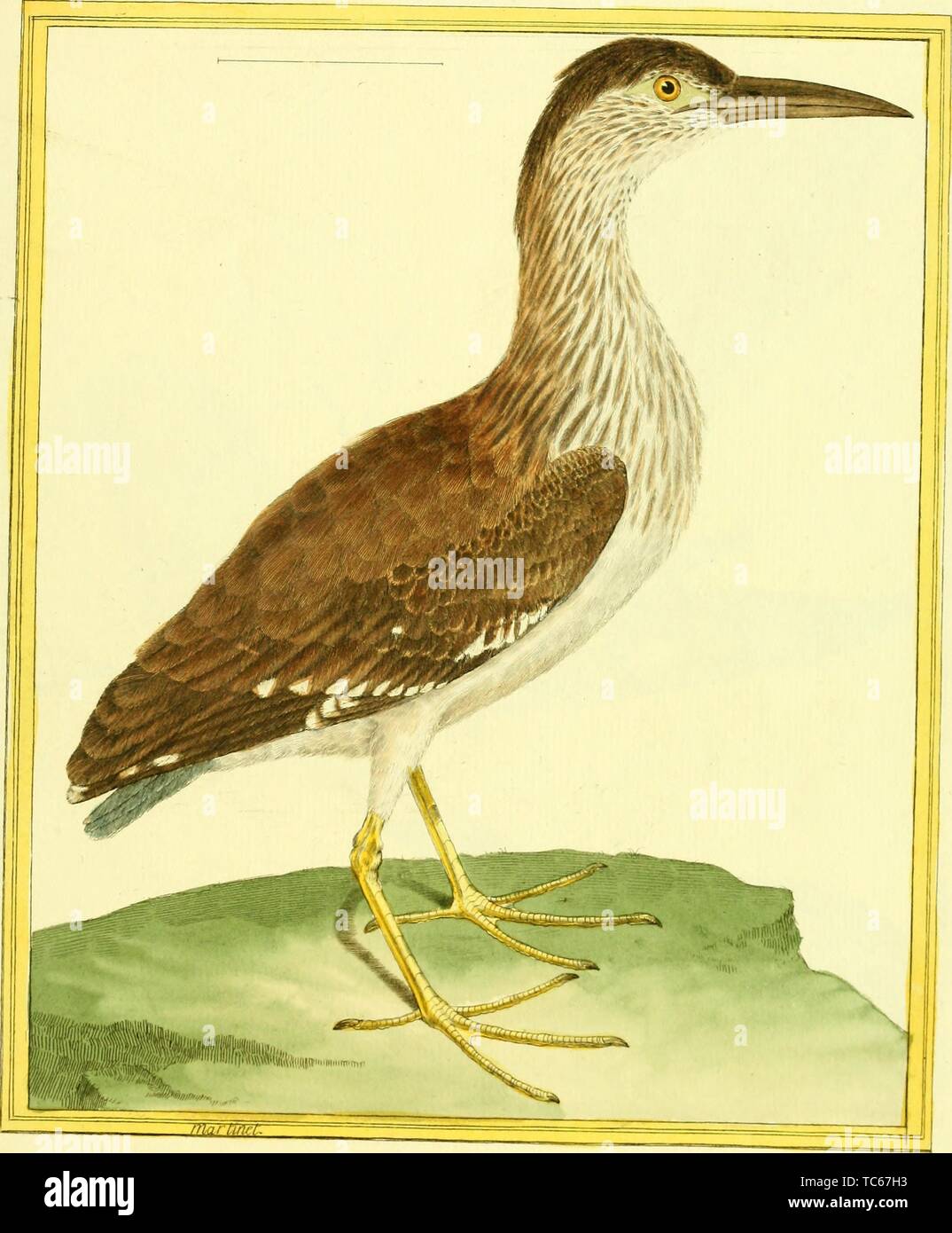 Engraved drawing of the Black-crowned Night Heron (Nycticorax nycticorax), from the book 'Planches enluminees Dhistoire naturelle' by Francois Nicolas, Louis Jean Marie Daubenton, and Edme-Louis Daubenton, 1765. Courtesy Internet Archive. () Stock Photo