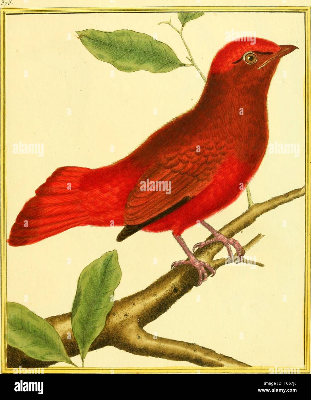 Engraved drawing of the Guianan Red Cotinga (Phoenicircus carnifex), from the book 'Planches enluminees Dhistoire naturelle' by Francois Nicolas, Louis Jean Marie Daubenton, and Edme-Louis Daubenton, 1765. Courtesy Internet Archive. () Stock Photo