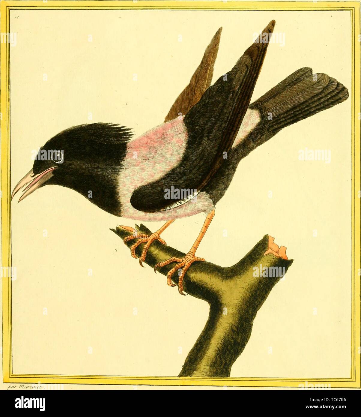Engraved drawing of the Rosy Starling (Pastor roseus), from the book 'Planches enluminees Dhistoire naturelle' by Francois Nicolas, Louis Jean Marie Daubenton, and Edme-Louis Daubenton, 1765. Courtesy Internet Archive. () Stock Photo