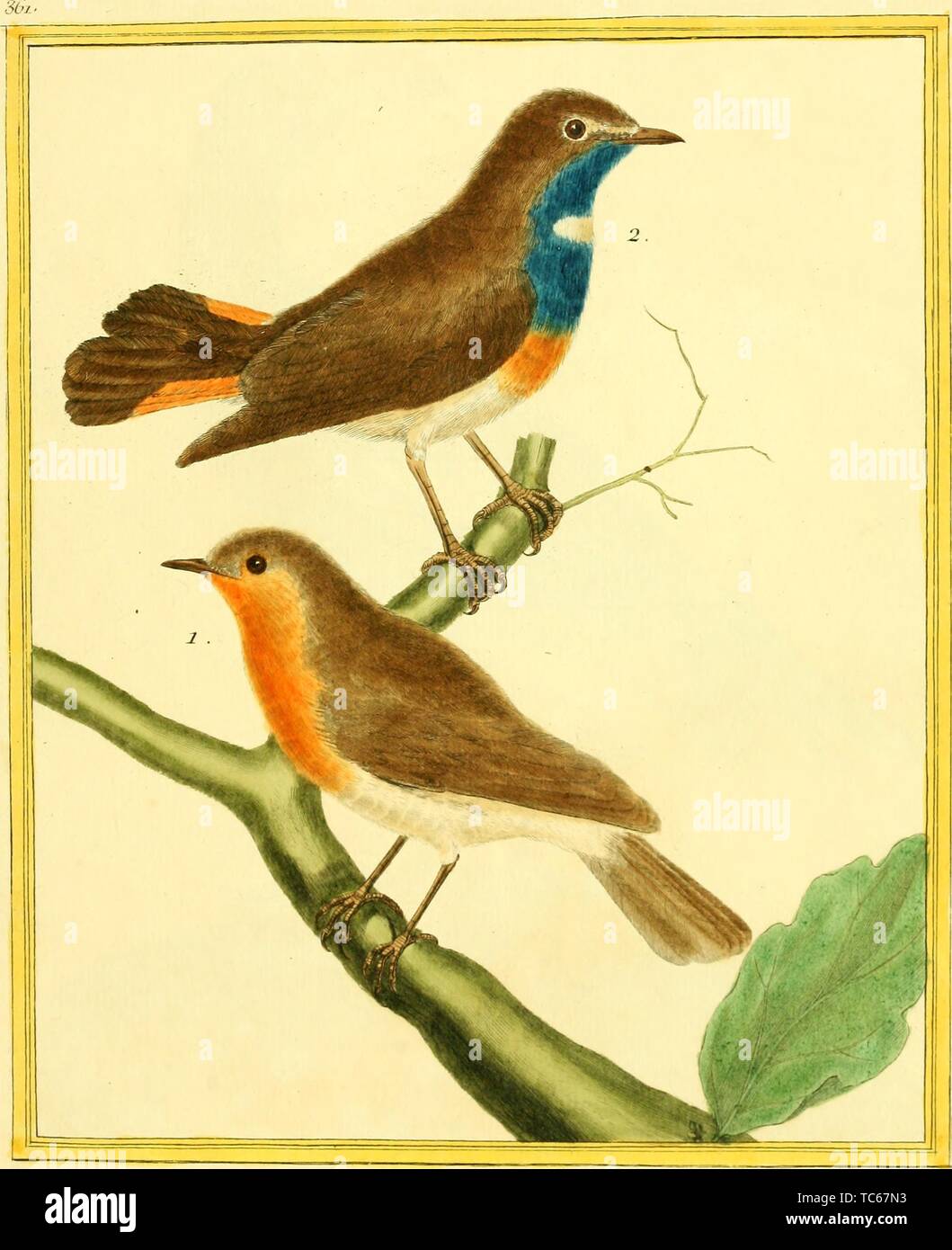 Engraved drawings of the Redthroat (Pyrrholaemus brunneus) and Bluethroat (Luscinia svecica), from the book 'Planches enluminees Dhistoire naturelle' by Francois Nicolas, Louis Jean Marie Daubenton, and Edme-Louis Daubenton, 1765. Courtesy Internet Archive. () Stock Photo