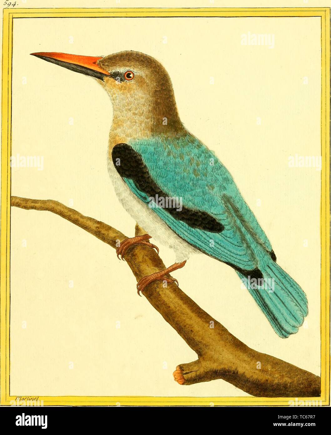 Engraved drawing of the Grey-headed Kingfisher (Halcyon leucocephala), from the book 'Planches enluminees Dhistoire naturelle' by Francois Nicolas, Louis Jean Marie Daubenton, and Edme-Louis Daubenton, 1765. Courtesy Internet Archive. () Stock Photo