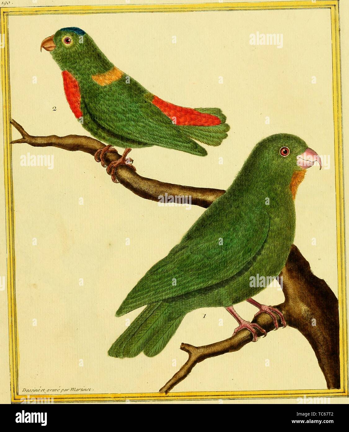 Engraved drawings of the Swift Parrot (Lathamus discolor) and Barred Parakeet (Bolborhynchus lineola), from the book 'Planches enluminees Dhistoire naturelle' by Francois Nicolas, Louis Jean Marie Daubenton, and Edme-Louis Daubenton, 1765. Courtesy Internet Archive. () Stock Photo