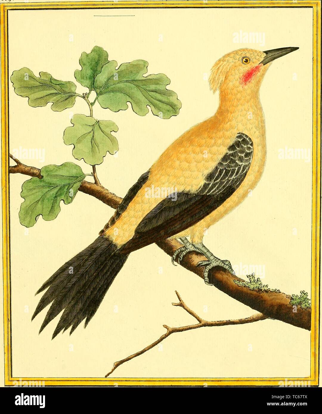 Engraved drawing of the Cream-colored Woodpecker (Celeus flavus), from the book 'Planches enluminees Dhistoire naturelle' by Francois Nicolas, Louis Jean Marie Daubenton, and Edme-Louis Daubenton, 1765. Courtesy Internet Archive. () Stock Photo