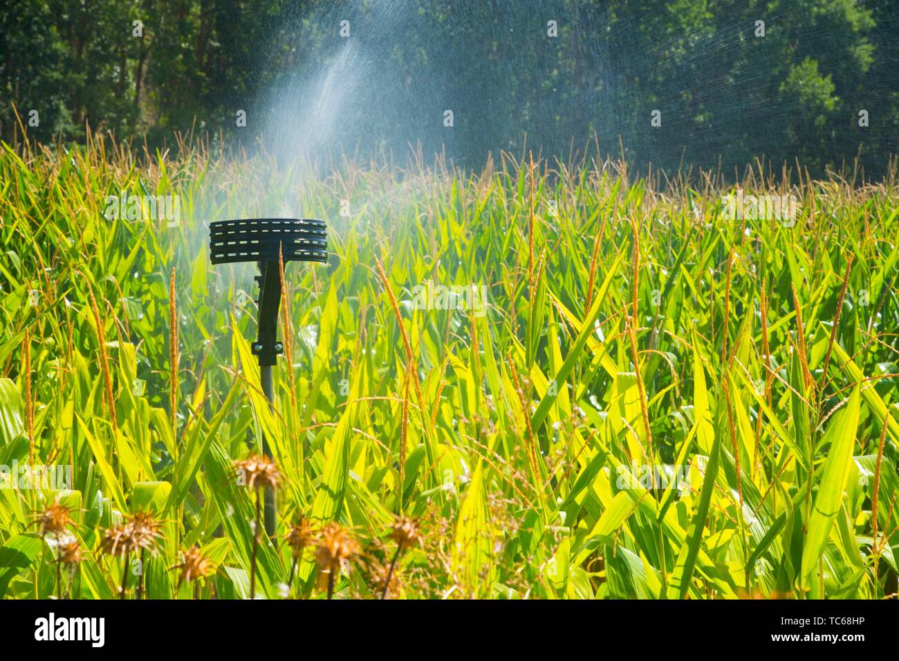 Irrigation system in corn field. Stock Photo