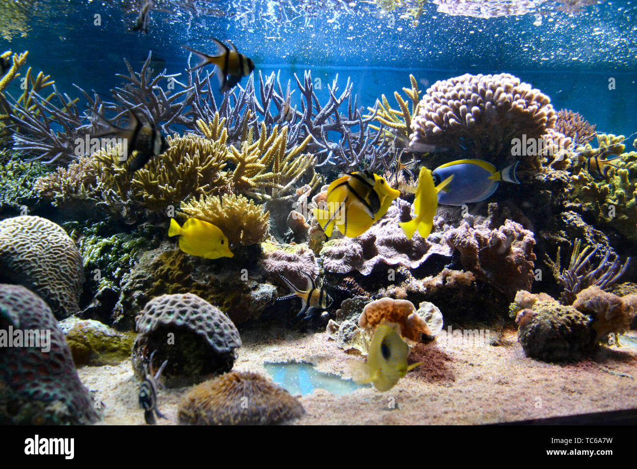 Colourful marine fish swimming among the coral reefs in London Zoo Aquarium, ZSL London Zoo, London, UK Stock Photo