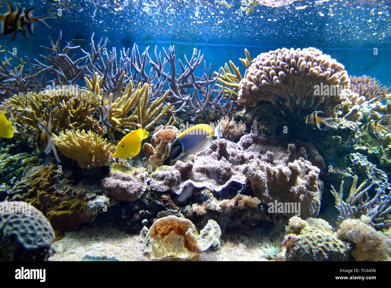 Colourful marine fish swimming among the coral reefs in London Zoo Aquarium, ZSL London Zoo, London, UK Stock Photo