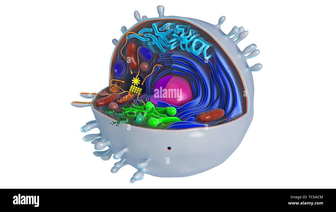Animal cell in section, multi-colored with core science biology. 3D  rendering Stock Photo - Alamy