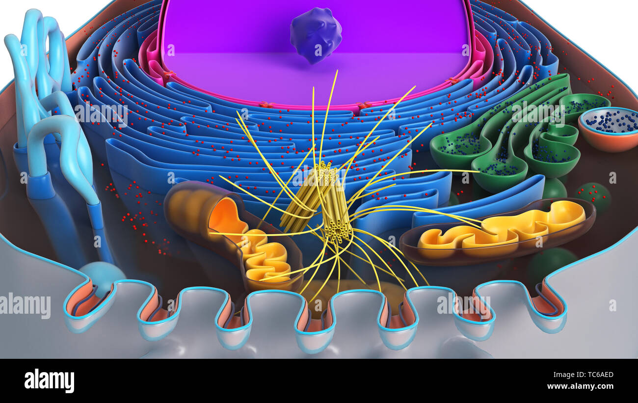 Animal cell in section, multi-colored science biology, close view. 3D  rendering Stock Photo - Alamy
