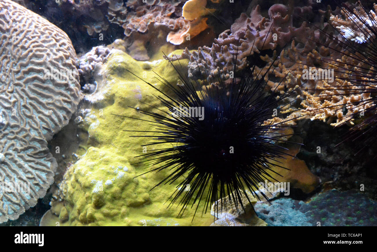 A black spiney sea urchin at London Zoo Aquarium, ZSL London Zoo, London, UK Stock Photo