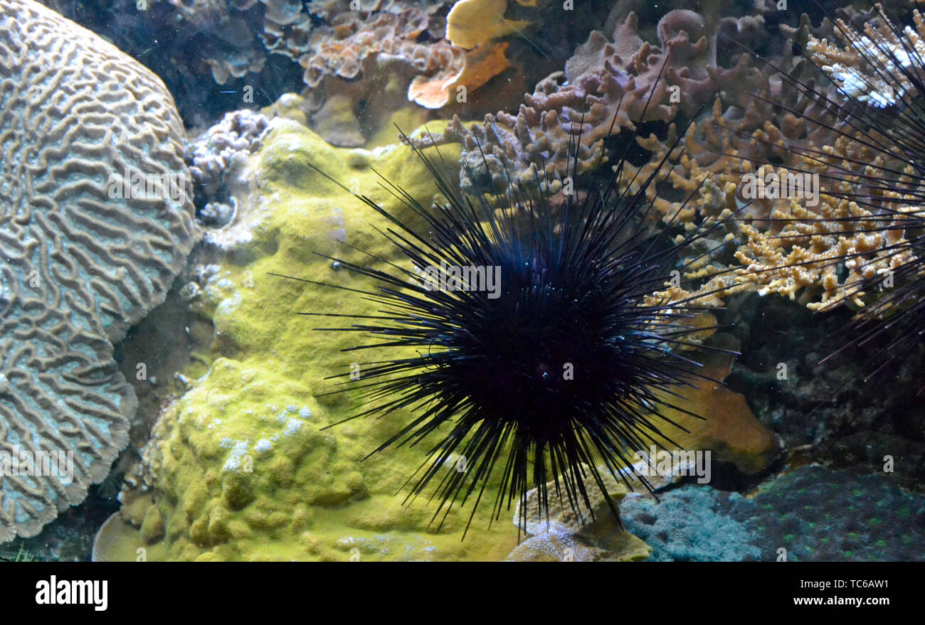 A black spiney sea urchin at London Zoo Aquarium, ZSL London Zoo, London, UK Stock Photo