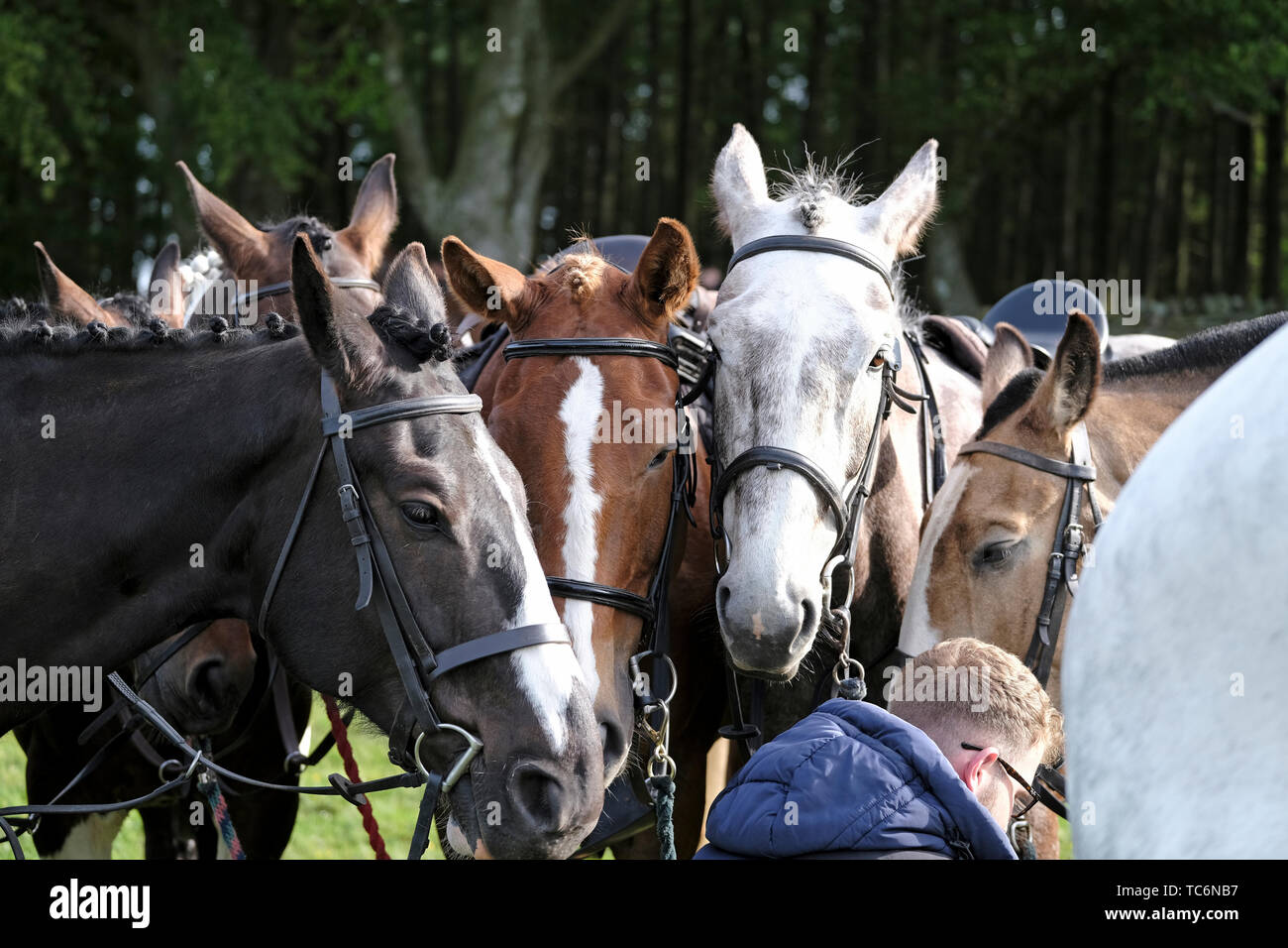 Hawick, Scottish Borders, UK. 06th June, 2019. Horse Holding, a young ...