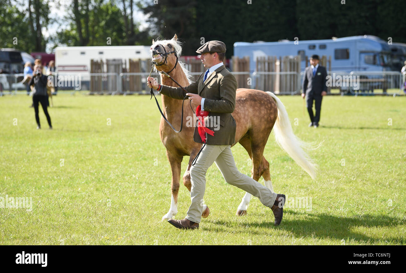 Ardingly Sussex UK 6th June 2019 - This pony is a bit of a handful on the first day of the South of England Show held at the Ardingly Showground in Sussex. The annual agricultural show highlights the best in British farming and produce and attracts thousands of visitors over three days . Credit : Simon Dack / Alamy Live News Stock Photo