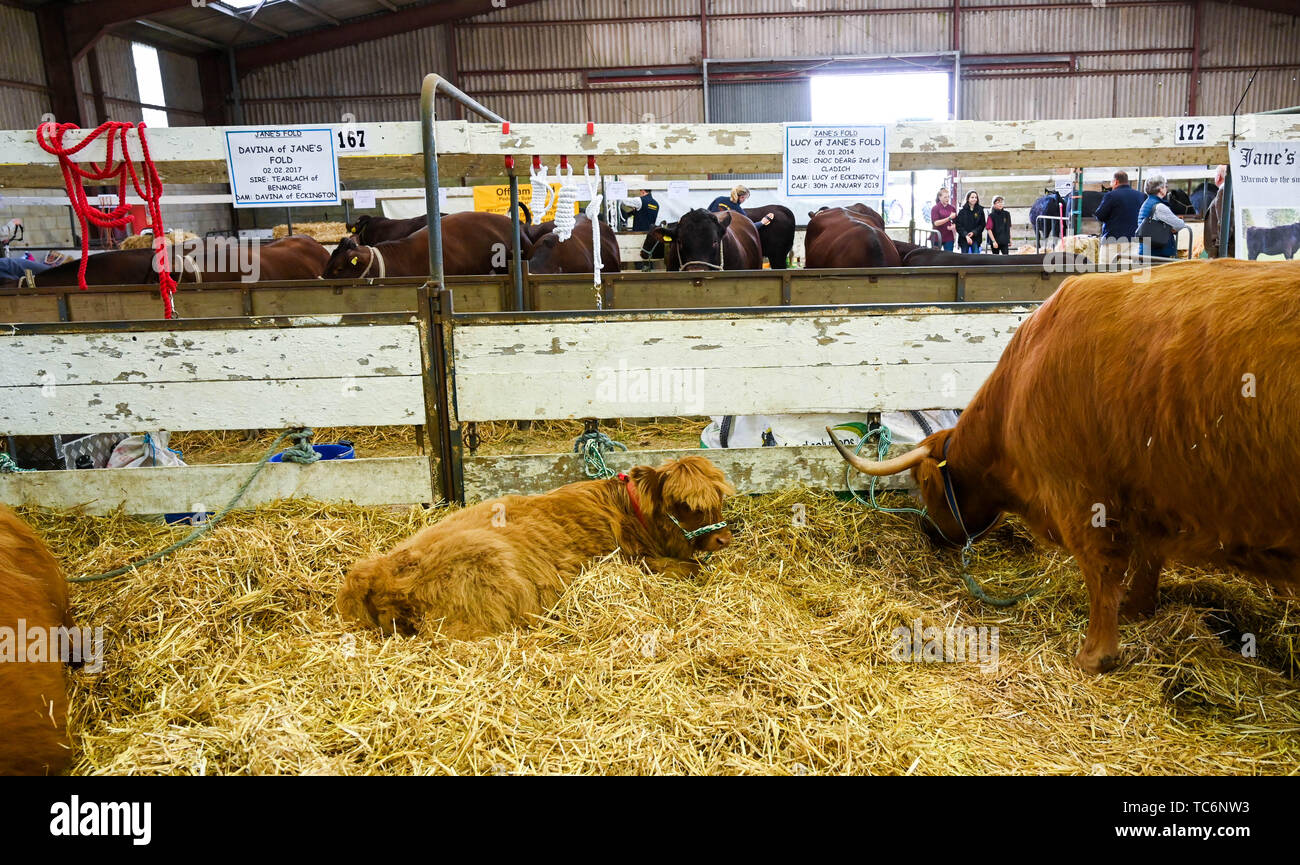 Ardingly Sussex UK 6th June 2019 - A Highland calf looks content on the first day of the South of England Show held at the Ardingly Showground in Sussex. The annual agricultural show highlights the best in British farming and produce and attracts thousands of visitors over three days . Credit : Simon Dack / Alamy Live News Stock Photo