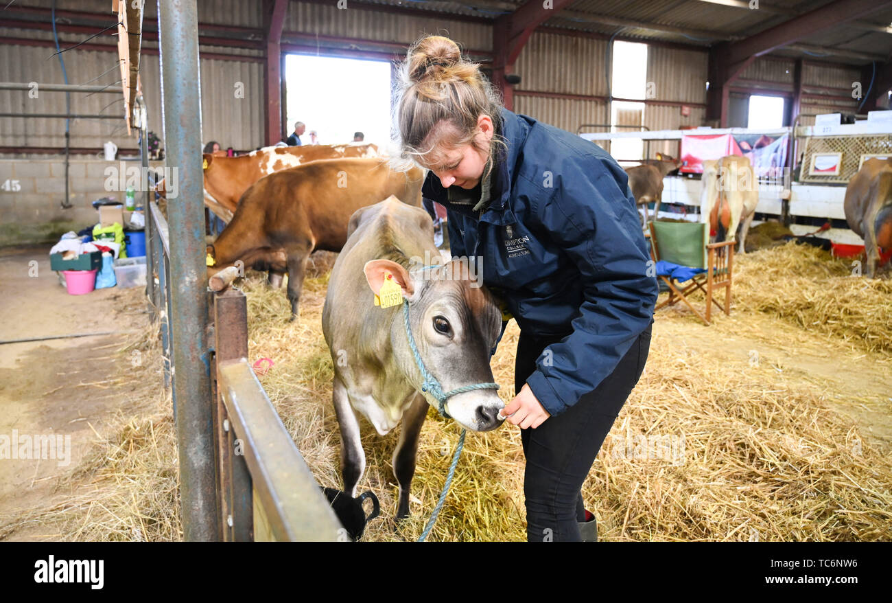 Ardingly Sussex UK 6th June 2019 - Jade Davies from Plumpton College gives a Jersey calf an ear clean ready for competition on the first day of the South of England Show held at the Ardingly Showground in Sussex. The annual agricultural show highlights the best in British farming and produce and attracts thousands of visitors over three days . Credit : Simon Dack / Alamy Live News Stock Photo