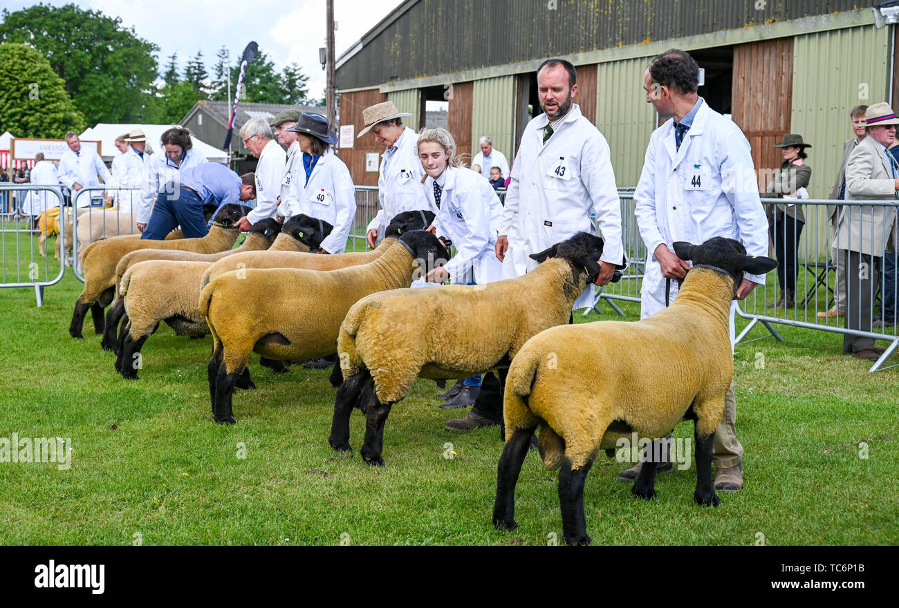 Ardingly Sussex UK 6th June 2019 - Sheep judging g on the first day of the South of England Show held at the Ardingly Showground in Sussex. The annual agricultural show highlights the best in British farming and produce and attracts thousands of visitors over three days . Credit : Simon Dack / Alamy Live News Stock Photo