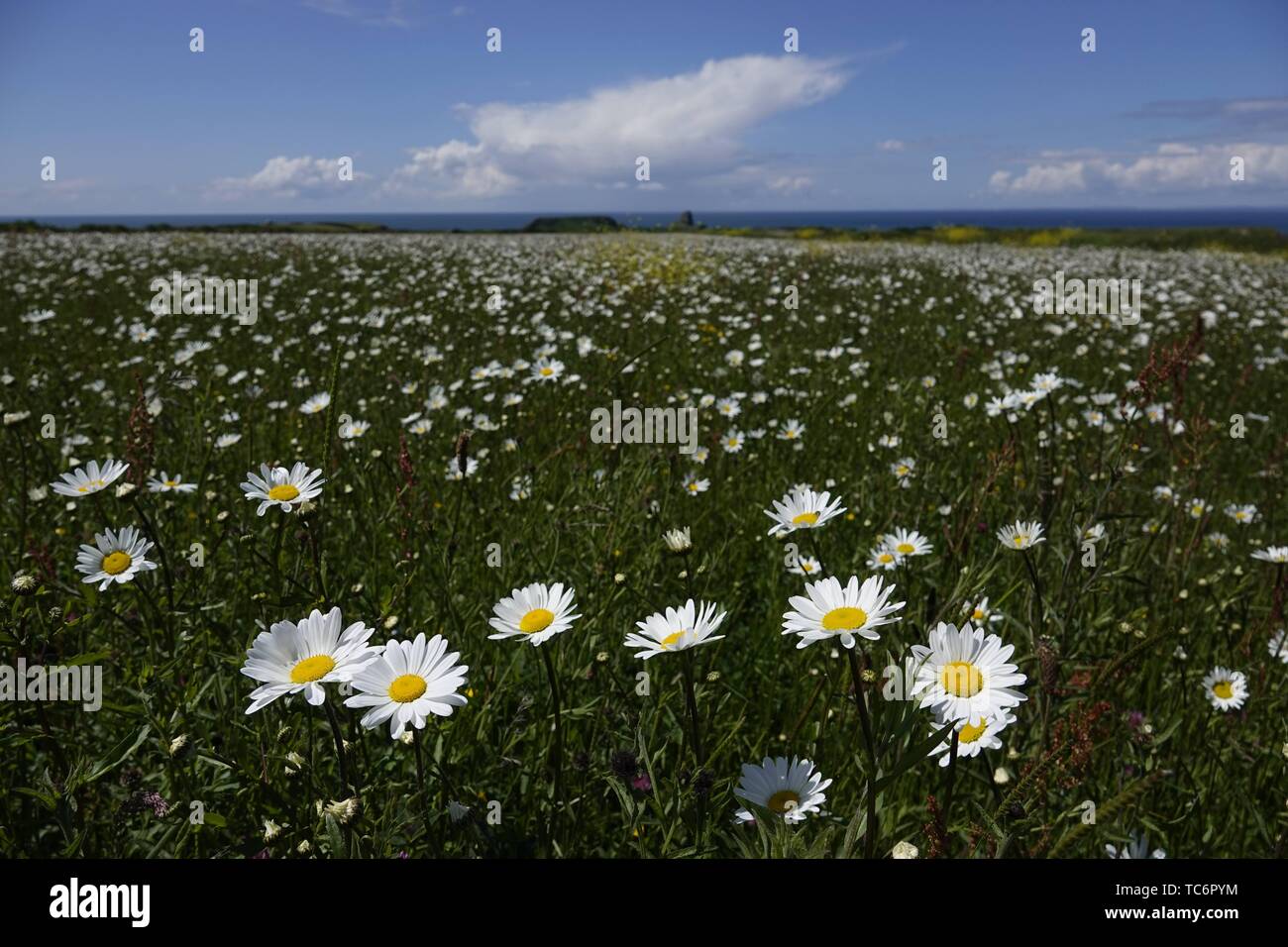 The vile, gower hires stock photography and images Alamy