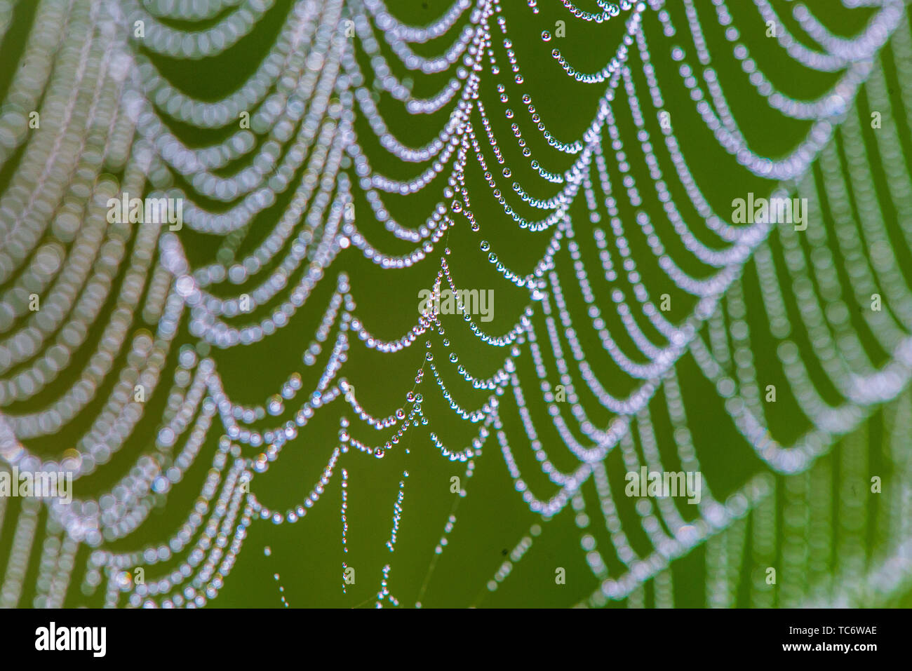 natural cobwebs spider web in morning light with dew drops and blur ...