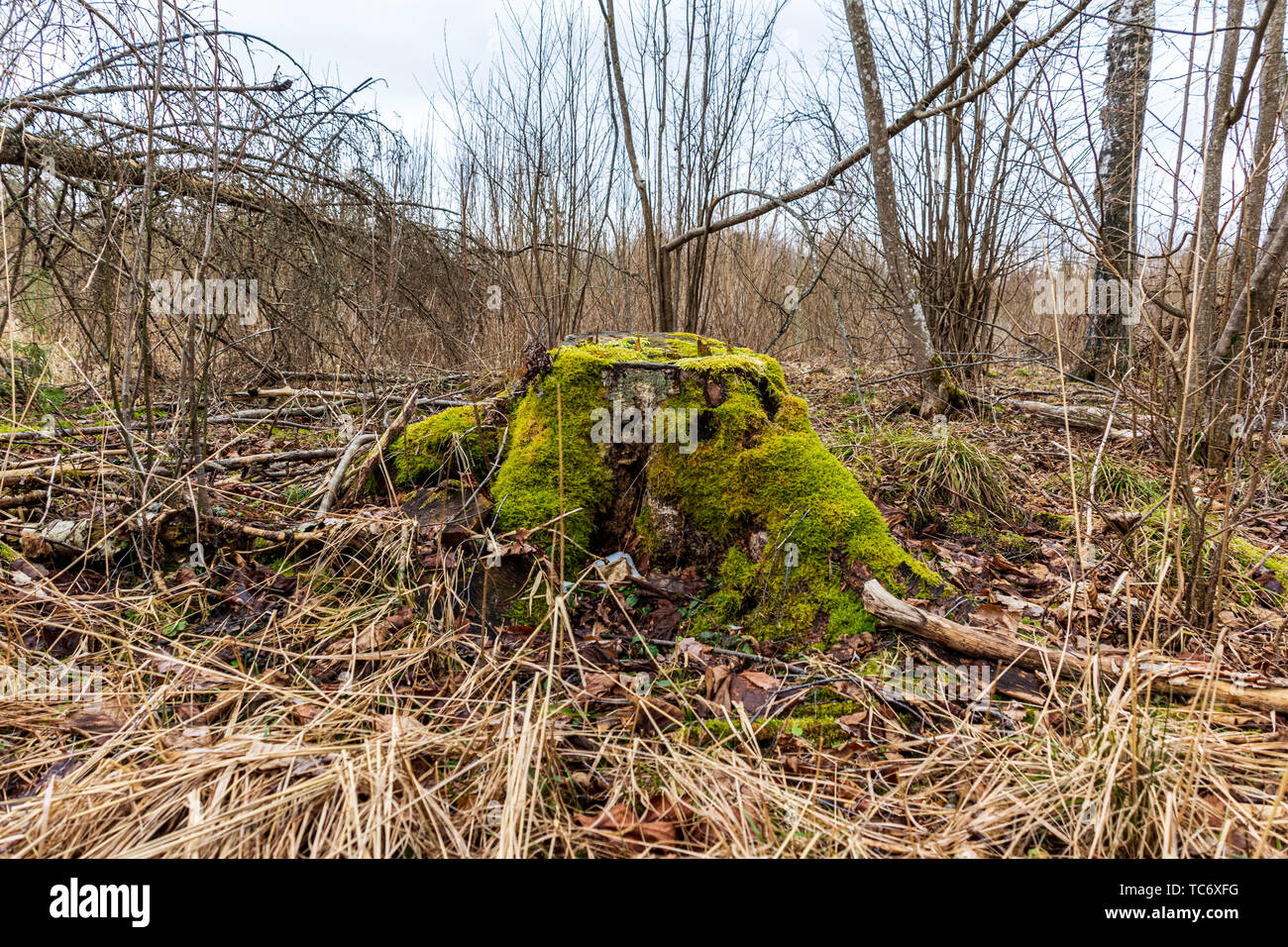 dry old tree trunk stomp in nature, forest scene with foliage and log ...