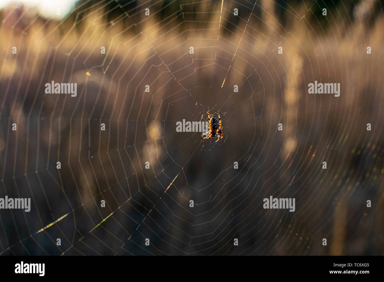 natural cobwebs spider web in morning light with dew drops and blur ...