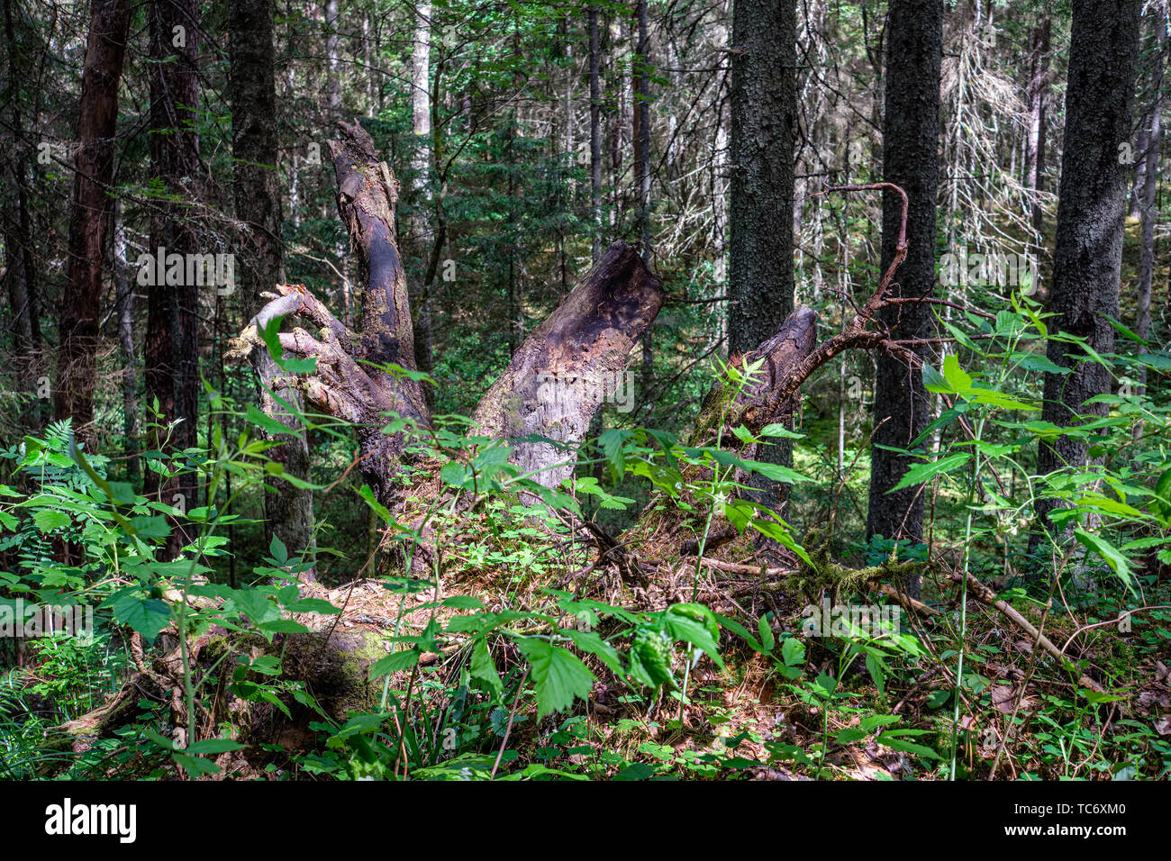 dry old tree trunk stomp in nature, forest scene with foliage and log ...